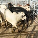 Trabaja-Mexico-para-proteger-la-ganaderia-del-gusano-barrenador-y-establecer-un-flujo-comercial-de-ganado-seguro