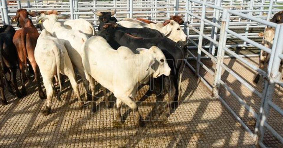 Trabaja-Mexico-para-proteger-la-ganaderia-del-gusano-barrenador-y-establecer-un-flujo-comercial-de-ganado-seguro