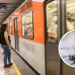 tortuga_detiene_linea_2_metro_1