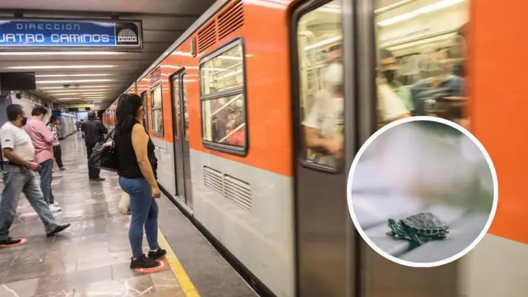 tortuga_detiene_linea_2_metro_1