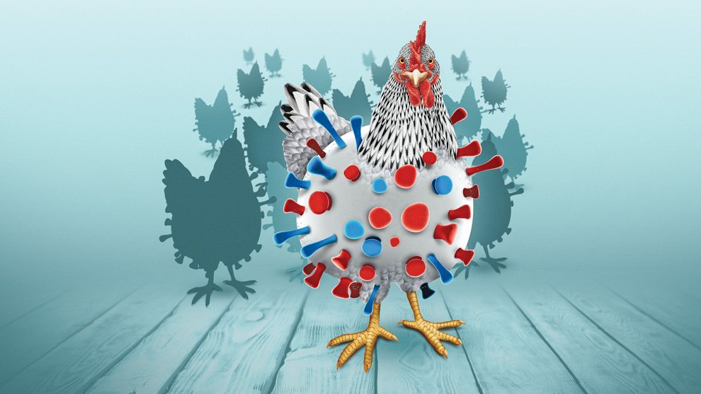 230316-aca4-des-f1-gripe-aviar