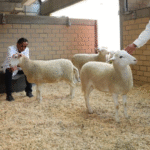 5572cfb0-a6f7-440f-9abb-ac1b557b95ff