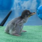 Bebé Pingüino