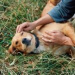 Boehringer_AnimalCare_Dog_WalkingtheDog-01_RGB_002