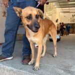 Adopción