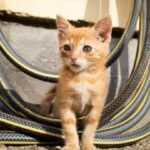 20-0056_Boehringer_AnimalCare_Cat_KittenOutdoor_RGB (1) corto