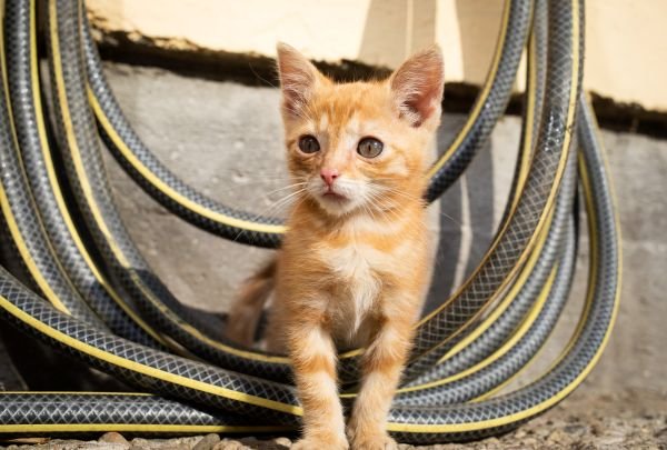 20-0056_Boehringer_AnimalCare_Cat_KittenOutdoor_RGB (1) corto