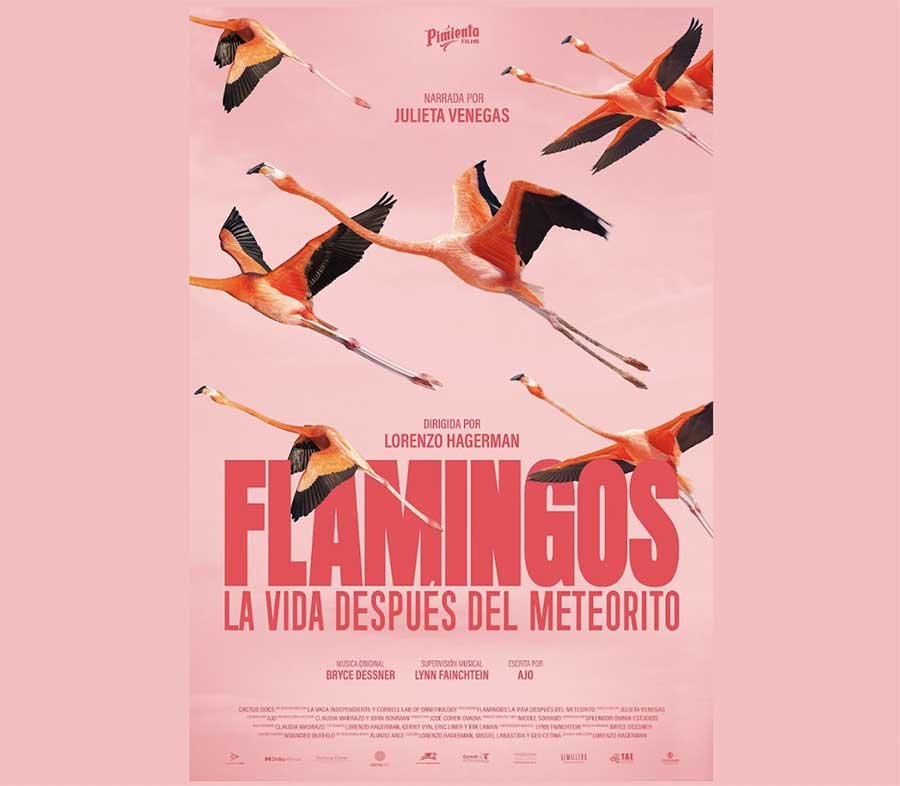 Flamingos