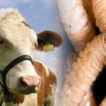 Gusano-Barrenador-Ganado-696×348