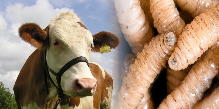 Gusano-Barrenador-Ganado-696×348