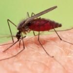 Malaria 1