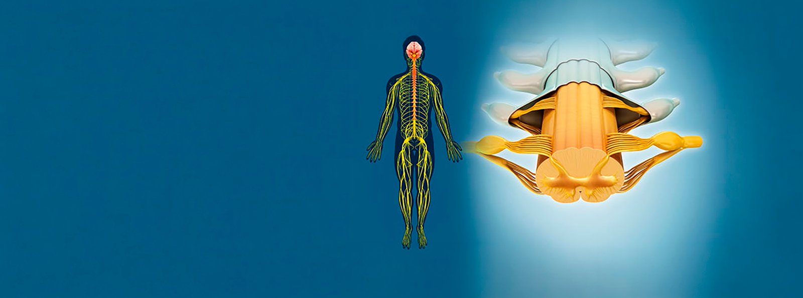 Human spinal cord, illustration.