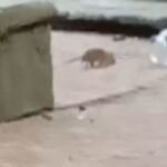 ratones_13_1000x428