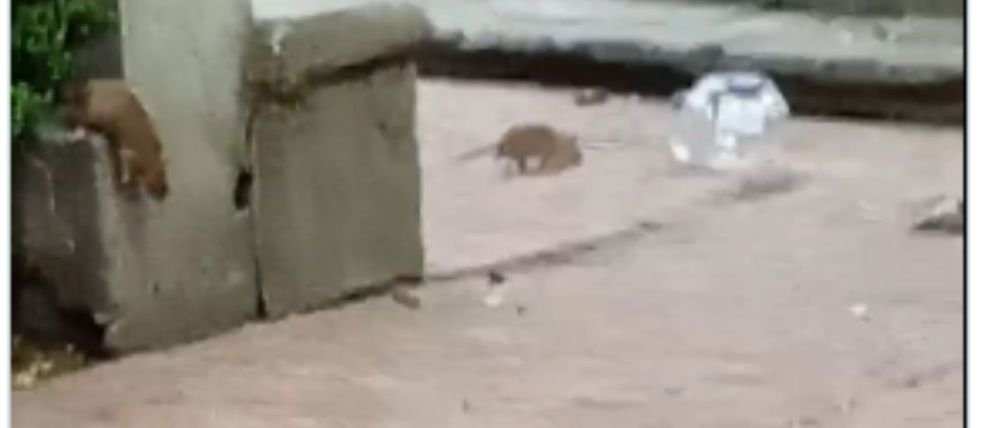 ratones_13_1000x428