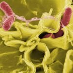 Salmonella3