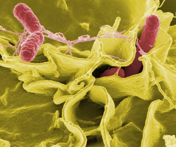 Salmonella3
