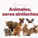 animales
