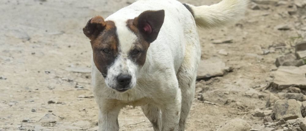 muere-perro-caer-piso-11-tlatelolco_13_1000x428