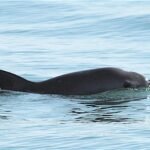 vaquita-mexico
