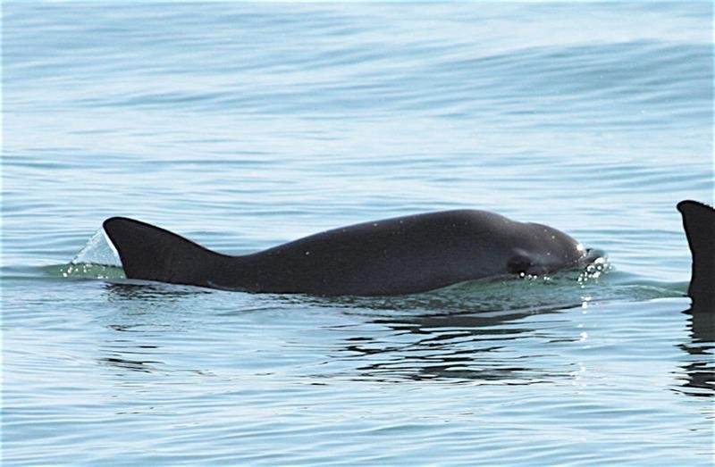 vaquita-mexico
